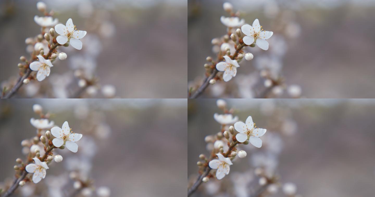 春风中樱花盛开的特写镜头。