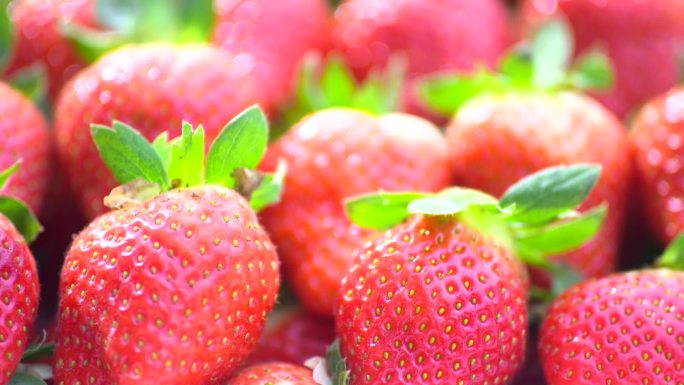 农业温室大棚现代智慧有机蔬草莓菜科学种植