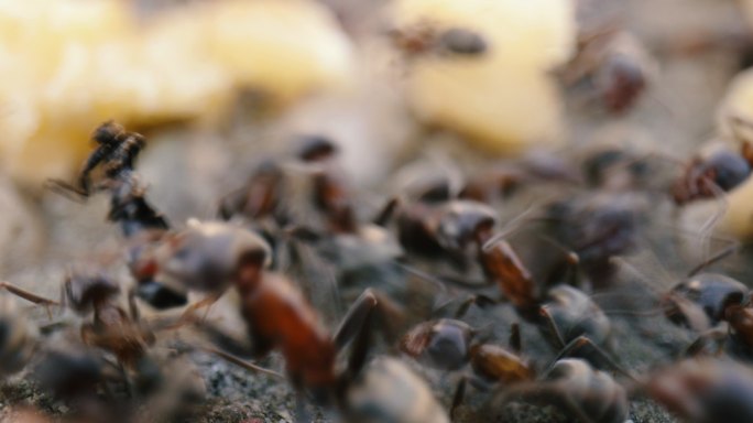 地上行走的蚂蚁动物世界蚂蚁大自然特写观察