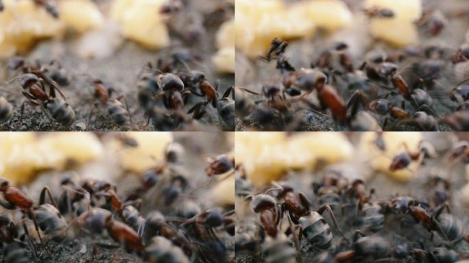 地上行走的蚂蚁动物世界蚂蚁大自然特写观察
