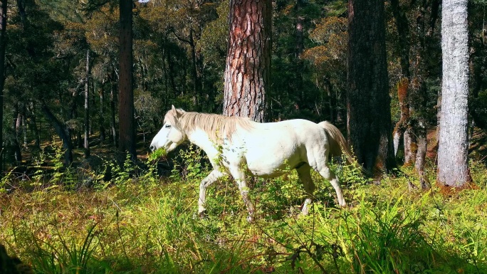 【4k】森林中白马奔跑