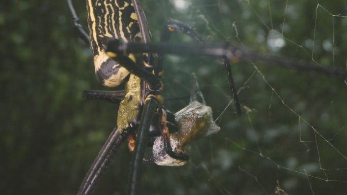 超级蜘蛛斑络新妇：南方常见有毒大蜘蛛14