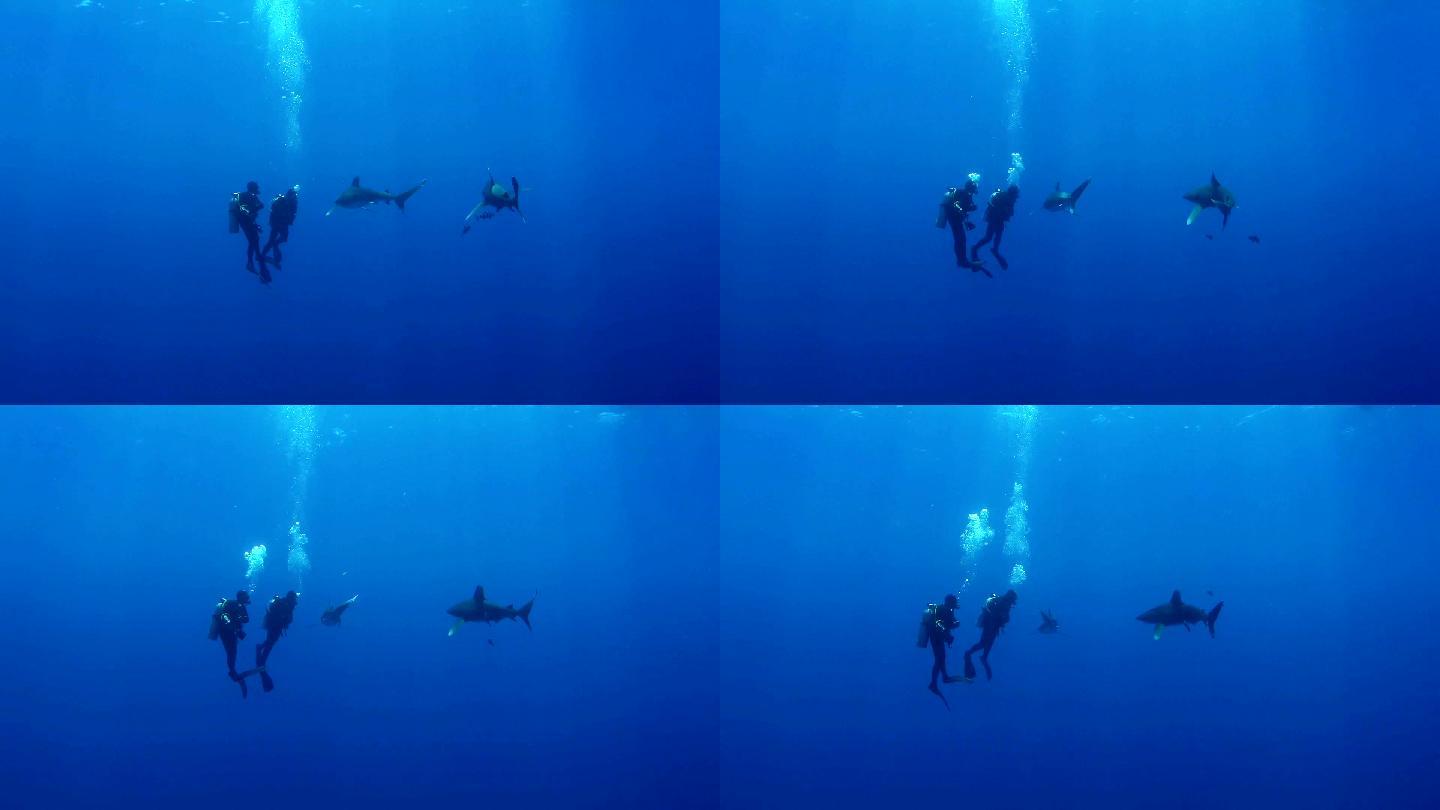 和大白鲨一起游泳。水下风景