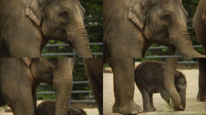 小象受到母亲的保护