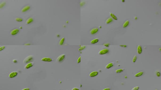 卵囊藻1000倍DIC