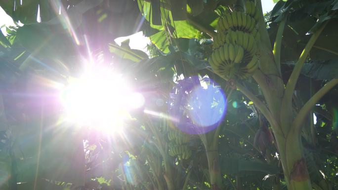 阳光照射在蕉树