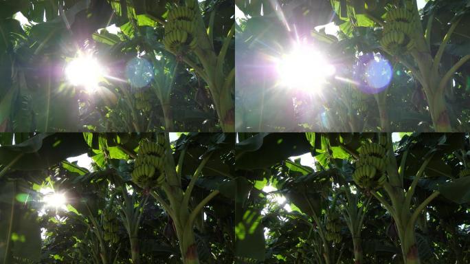 阳光照射在蕉树