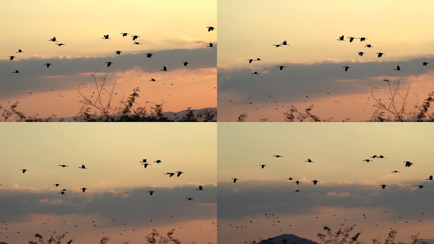 日落时一群鸟在天空中飞翔