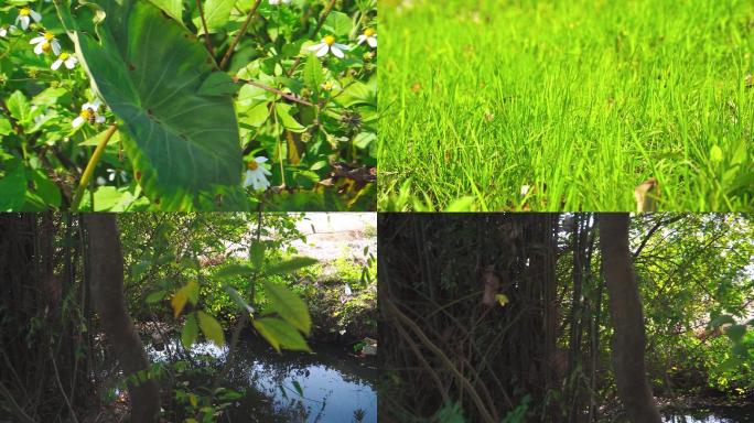 农村田野草地竹林水坑野草