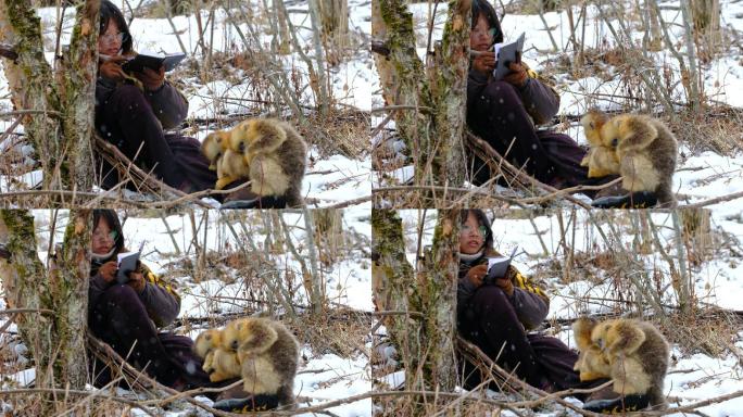 4K素材：学生雪中树林里生态调查川金丝猴