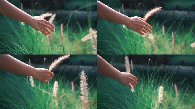 手触摸着草地。庭院快乐日落