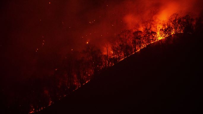 野火森林线山火肆虐摧毁毁灭生态灾害