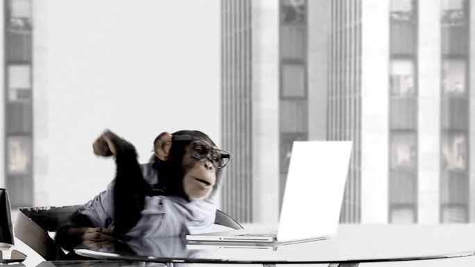 猴子商务办公室类人猿人形动物穿衣服