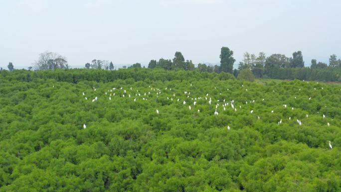 栖居在水杉湿地里的白鹭群
