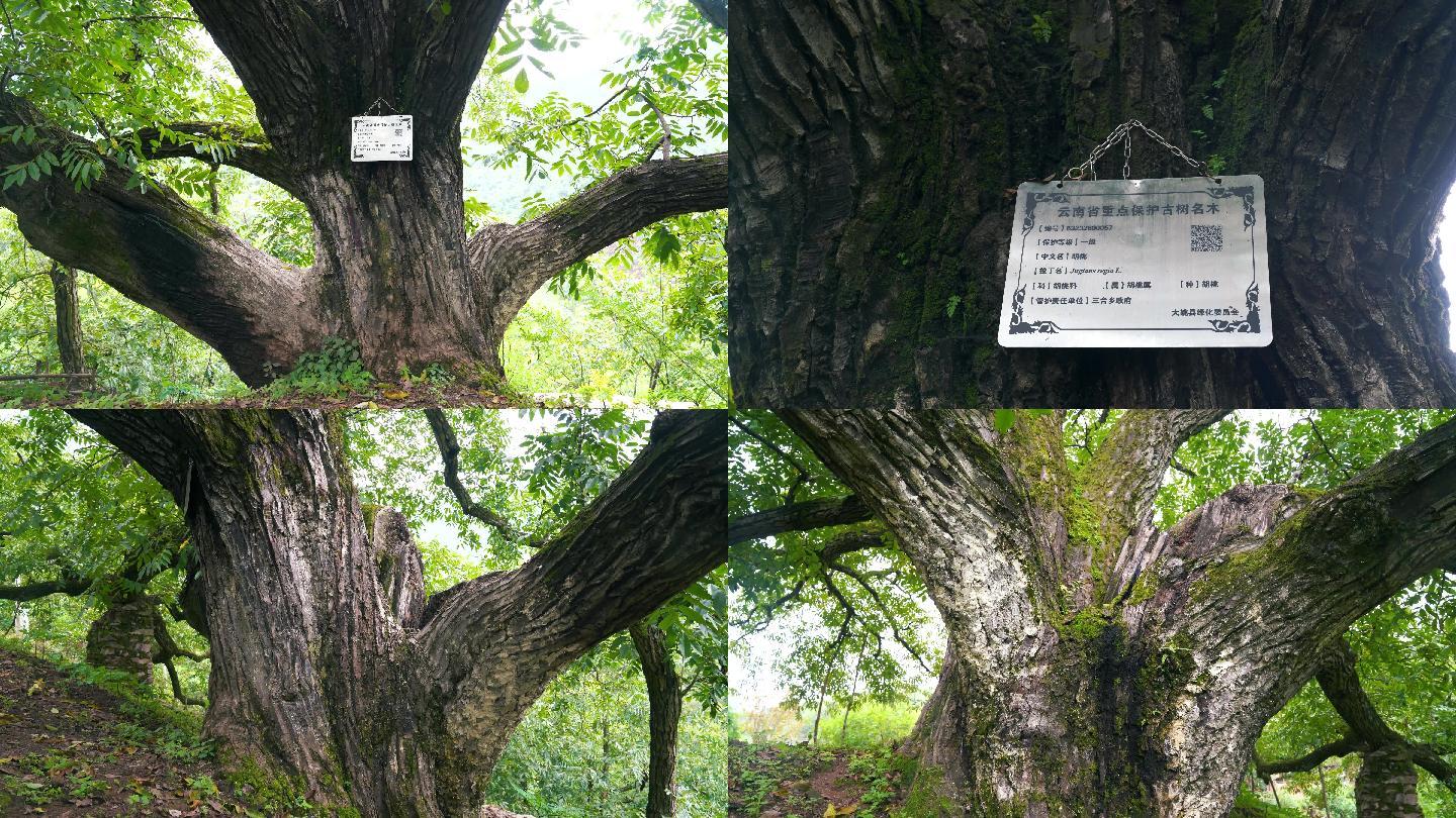 重点保护古树名木、核桃树