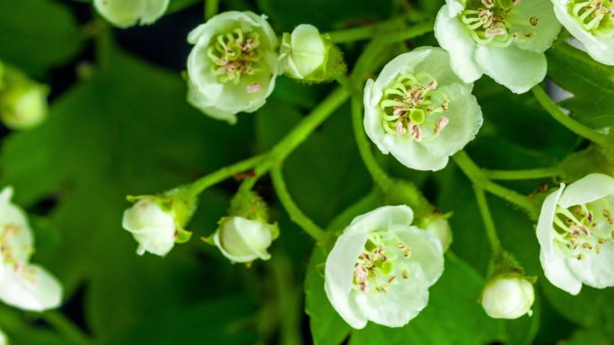 苹果树开花实拍视频素材