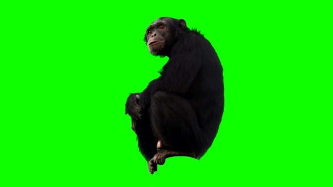 猴子绿屏