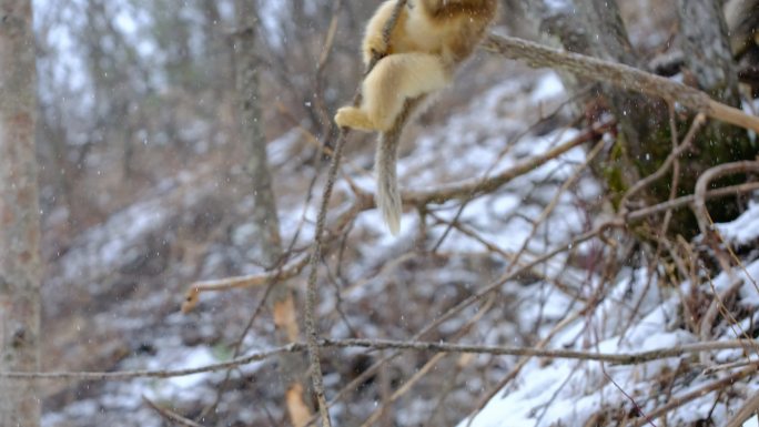 4K生态素材：川金丝猴雪中树林里攀树嬉戏