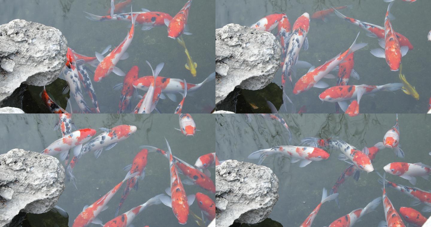 水里游动的红色锦鲤 4K