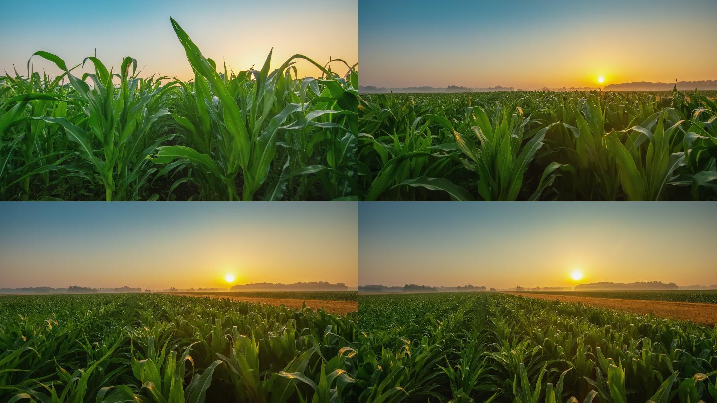 日出时玉米和小麦田