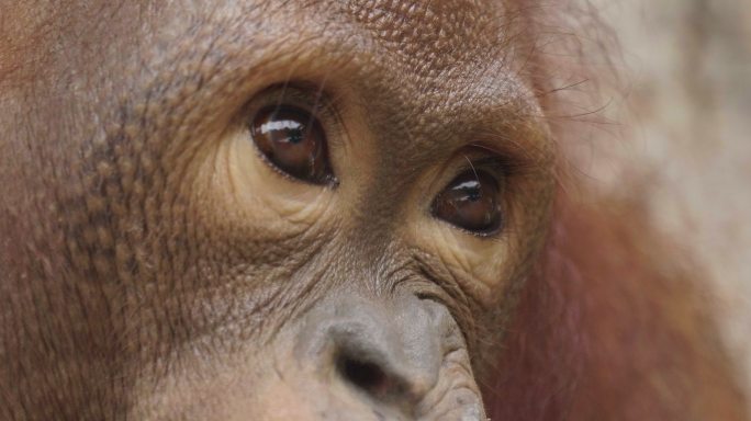 猩猩特写实拍眼睛非洲