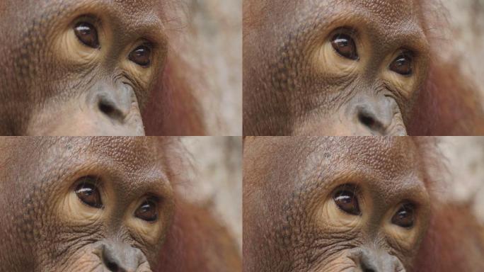 猩猩特写实拍眼睛非洲