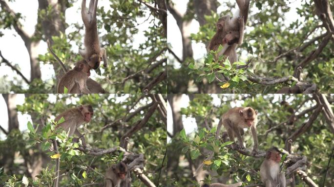 在树枝上打架的猴子