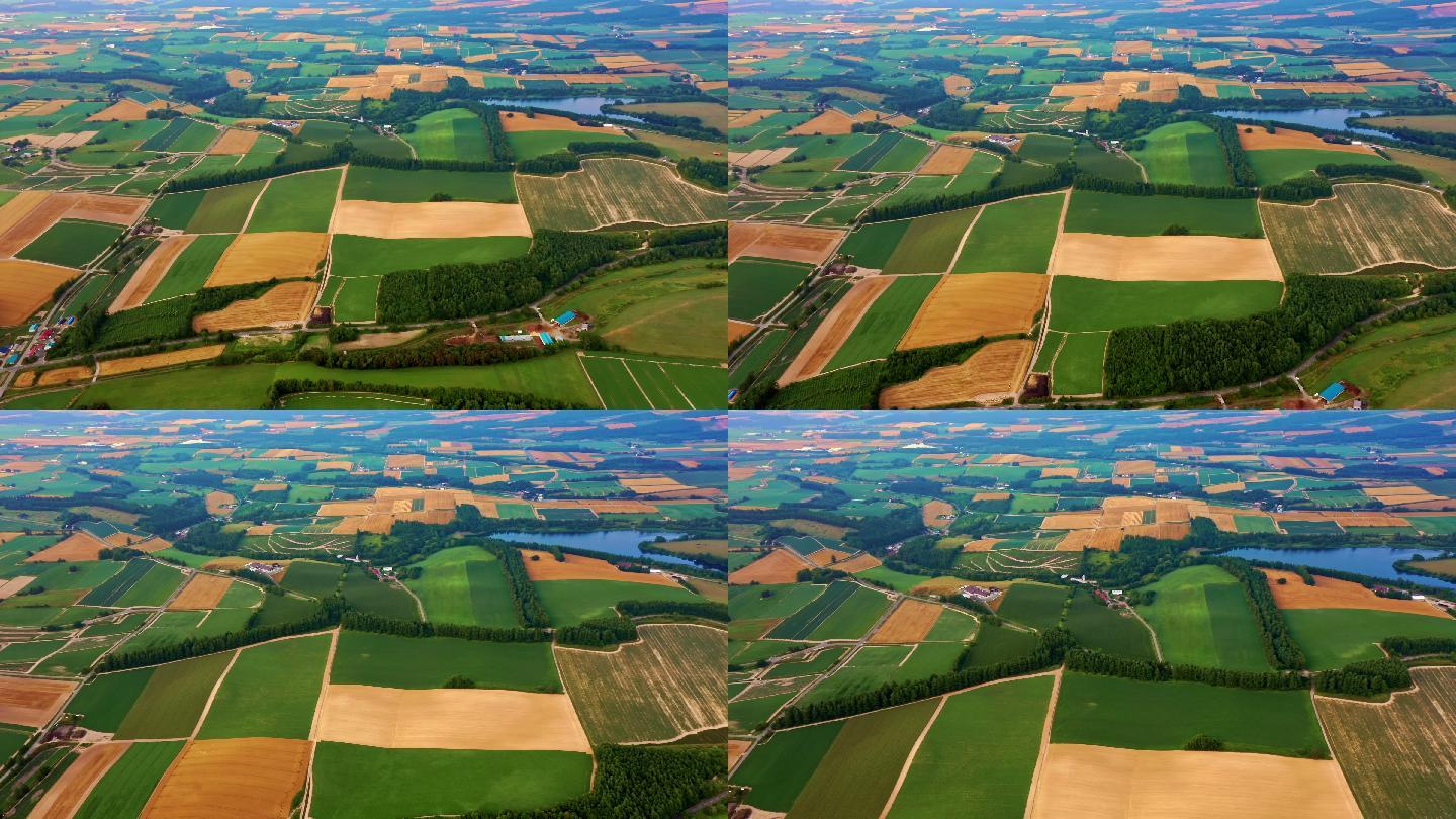 北海道田野鸟瞰图森林小麦自然之美