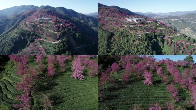 无量山樱花谷航拍