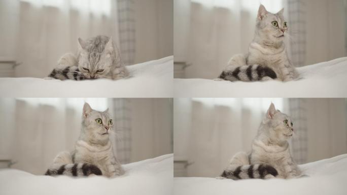 可爱的猫坐在家里的床上舔尾巴的照片。
