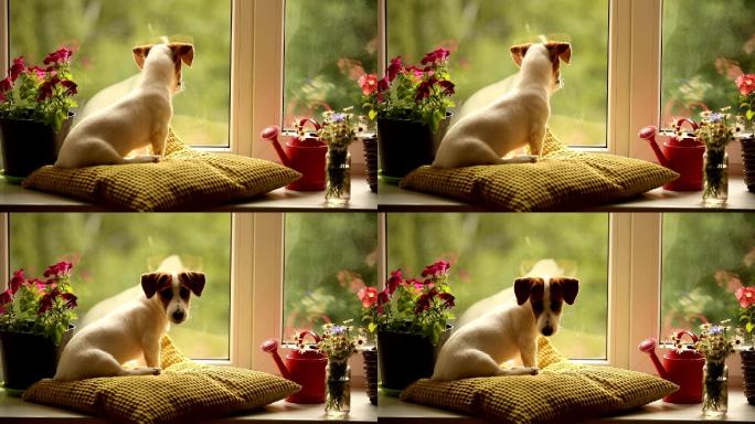 可爱的小狗杰克·拉塞尔小狗躺在窗户上