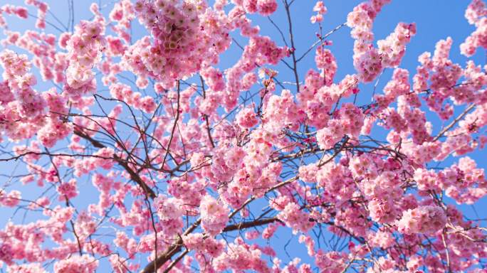 春天盛开的樱花花朵花海树枝