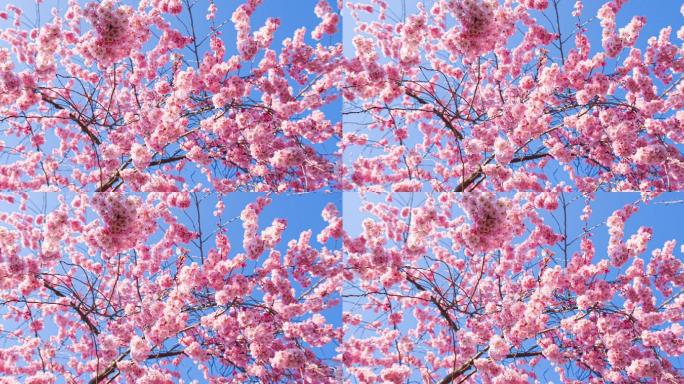 春天盛开的樱花花朵花海树枝