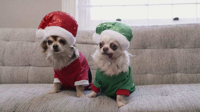 毛茸茸的小可爱萌宠圣诞装饰狗狗