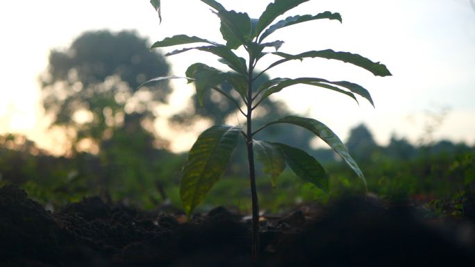 植树新生命树苗新希望