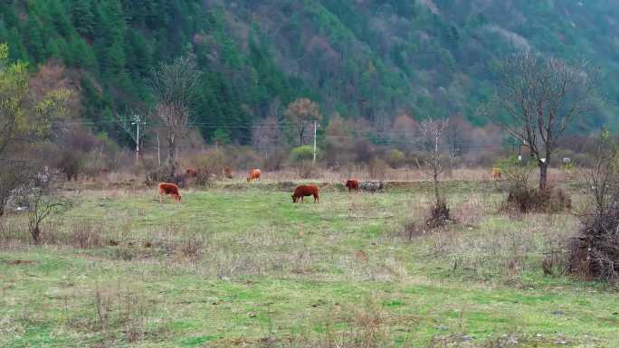 田野上吃草的牛群