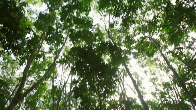 橡胶树种植园产地基地产业种植原料树林