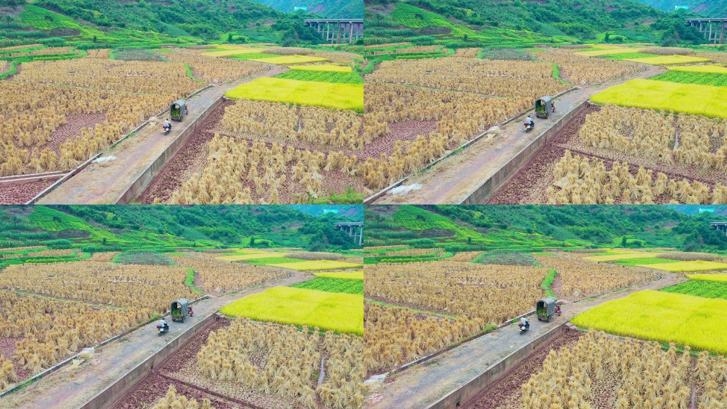 农田里用传统收割方法收割水稻