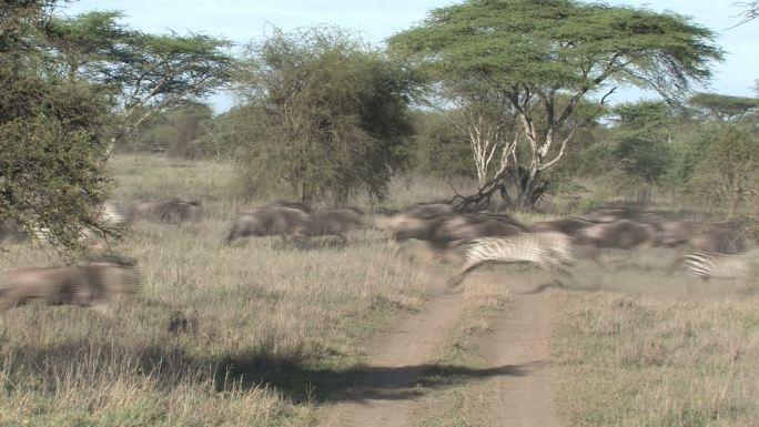 斑马和角马非洲大草原实拍视频素材