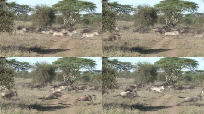 斑马和角马非洲大草原实拍视频素材