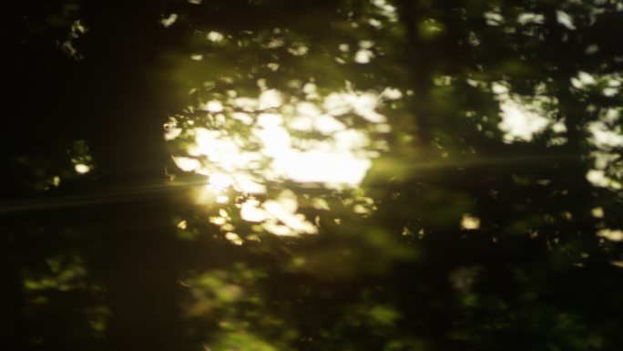 从车窗观看唯美阳光森林早晨风景树叶逆光小