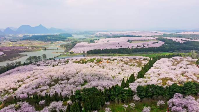 航拍平坝万亩樱花园