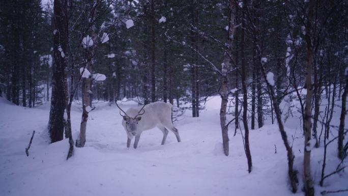 降雪下的驯鹿野外角鹿树林丛林冬季雪天