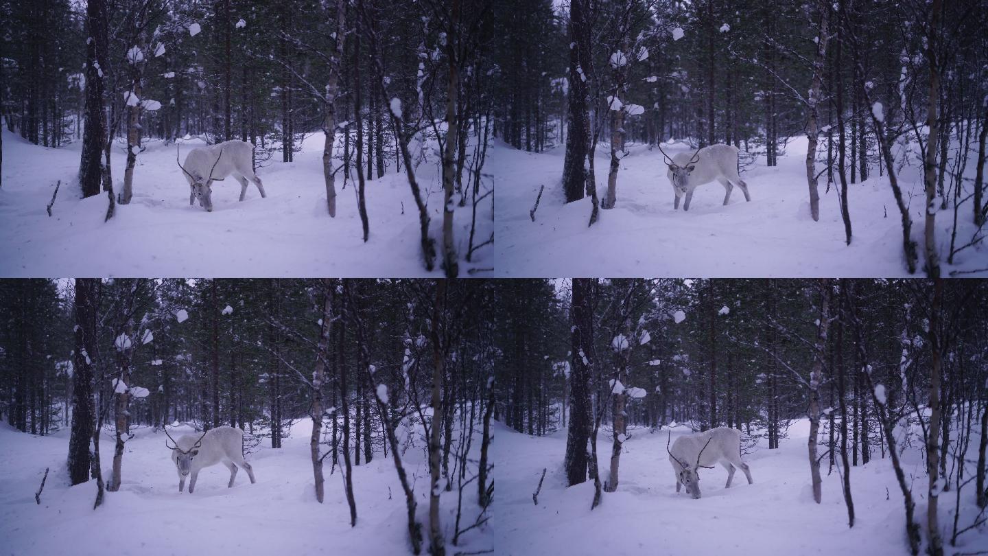 降雪下的驯鹿野外角鹿树林丛林冬季雪天