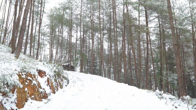 4K实拍农村森林下雪天3组