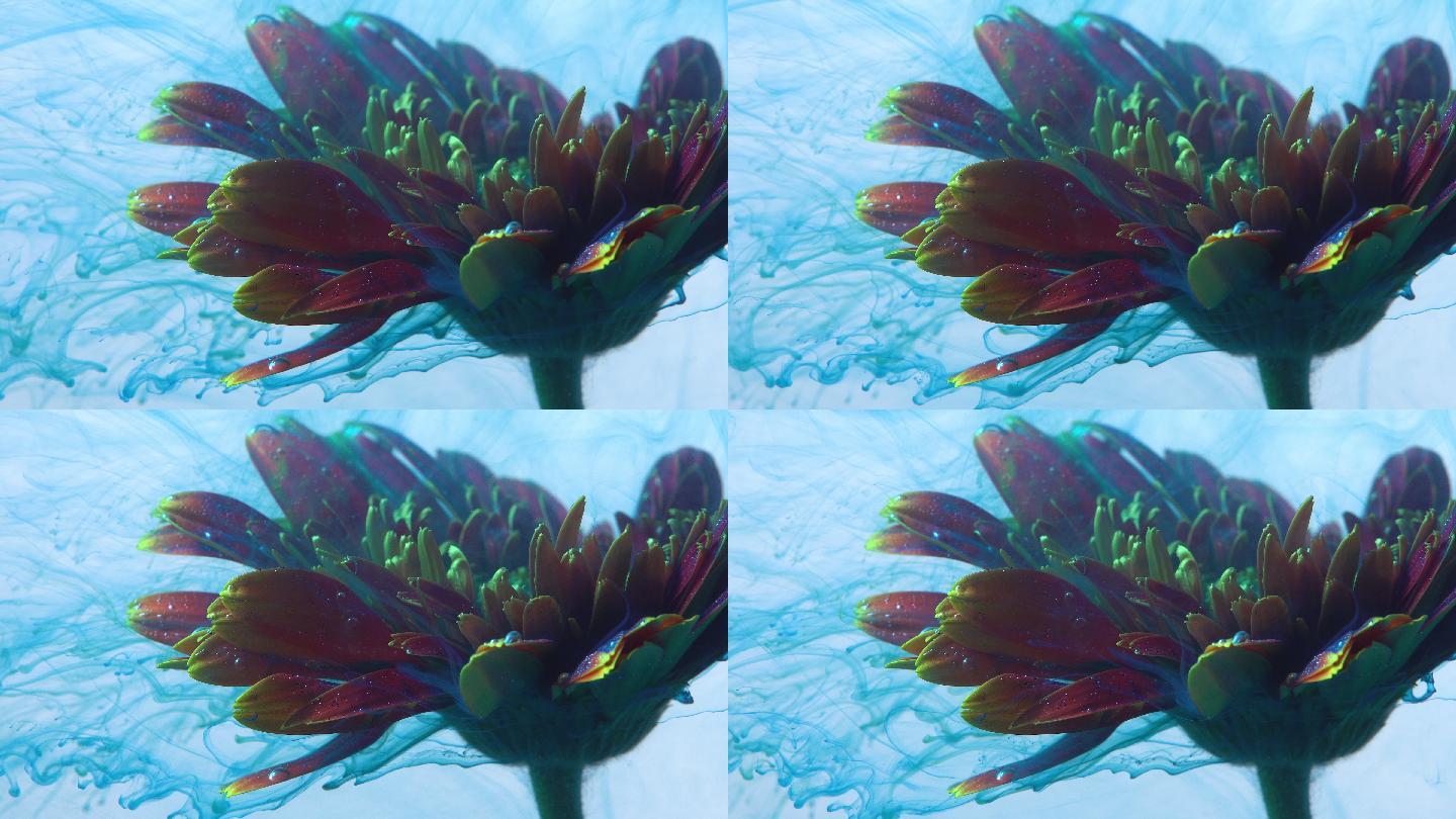 水中的雏菊花