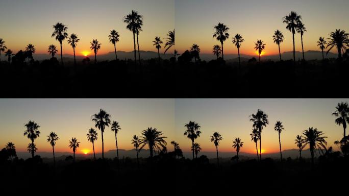 日落时一排棕榈树航拍植物夕阳剪影