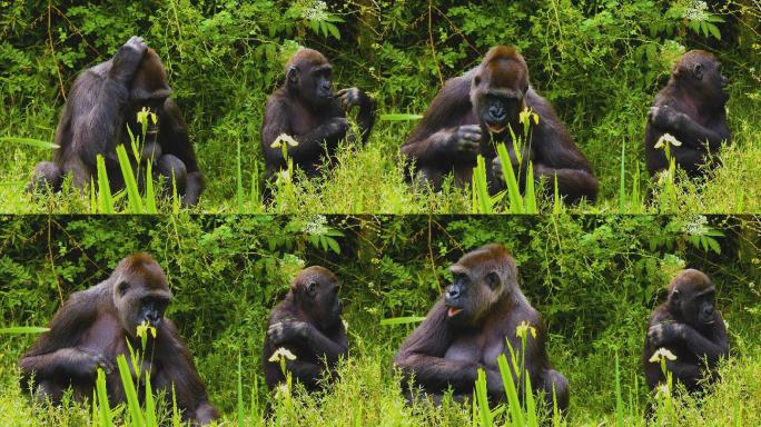 灌木丛中大猩猩的特写镜头