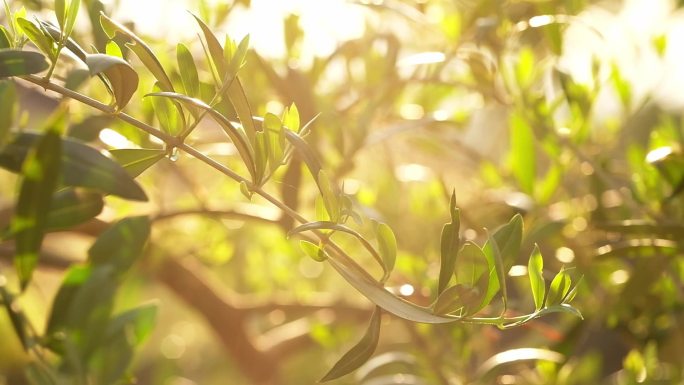 橄榄树枝唯美晨光朝阳光芒