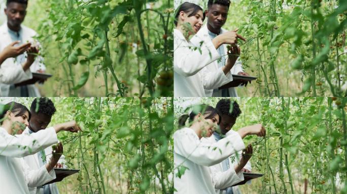 植物学家农业研究国际化项目西红柿